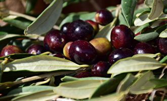 Golpe a la aceituna negra |  Pixabay/CC/ulleo