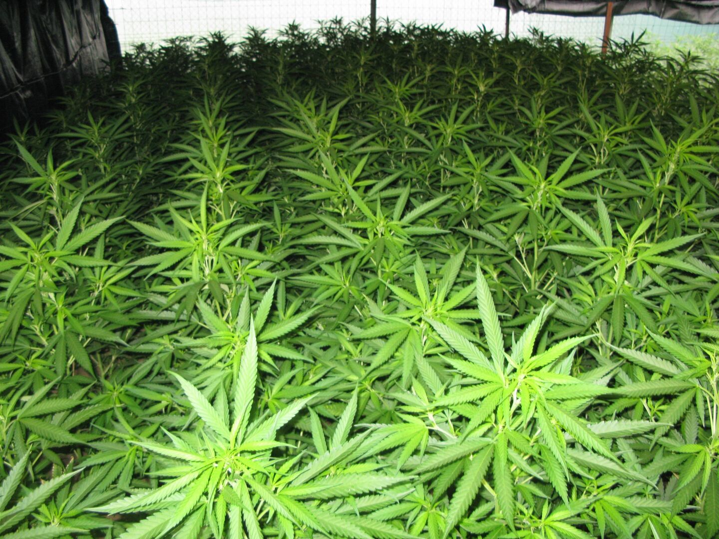 Resultado de imagen para plantacion de marihuana