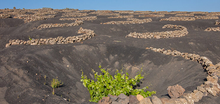El paisaje de La Geria |  C.Jordá