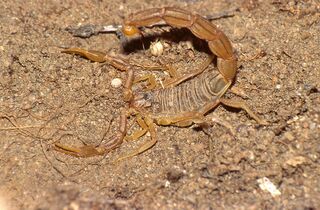 datos sobre salir con un escorpion