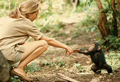 Fotografía de Jane Goodall, de Hugo Van Lawick. |  Fundación Telefónica