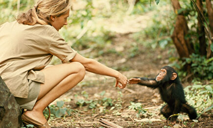 Fotografía de Jane Goodall, de Hugo Van Lawick. |  Fundación Telefónica