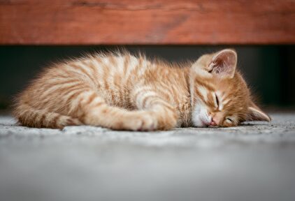 Gato | Pixabay/CC/super-mapio