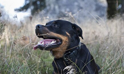 Perro de la raza Rottweiler. |  Pixabay/CC/lottasilfverbrand