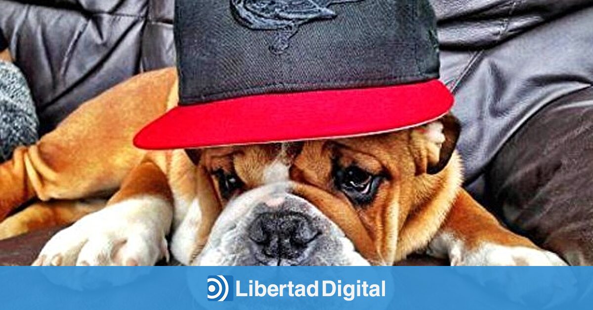 El perro de Lewis Hamilton gana 700 euros al día - Libertad Digital