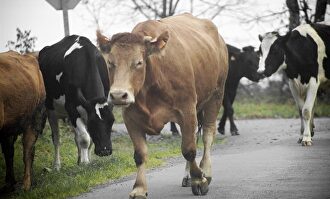 Nace una plataforma digital para comprar vacas | Europa press