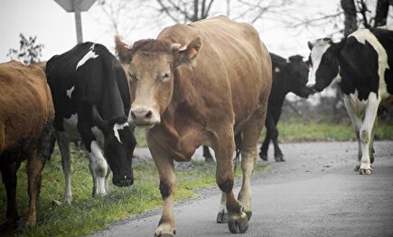 Nace una plataforma digital para comprar vacas | Europa press