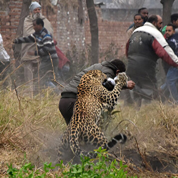 Un leopardo suelto siembra el pánico en una aldea de la India