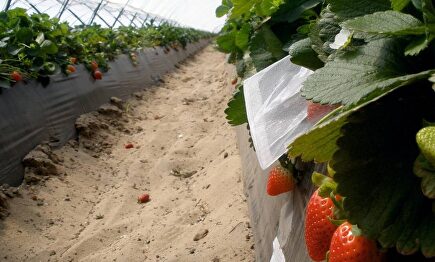 Fracaso de la campaña de reclutamiento |  Cordon Press