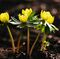 Acónito (Aconitum napellus)acónito de invierno, flor, planta