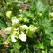 Nueza (Bryonia cretica subsp. Dioica)White Bryony - Bryonia cretica
The only British member of the cucumber family.  All parts of  the plant are poisonous.

Meads, Bishop's Stortford