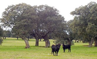 Dos toros de lidia |  EFE