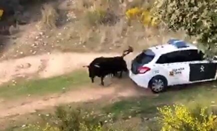 Un toro bravo se escapa en Galapagar y embiste a un vehículo de la Guardia Civil