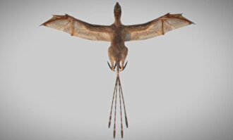 El nuevo dinosaurio con alas de murciélago |  Min Wang 