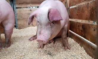 Cerdos en una pocilga. | Laura Anderson