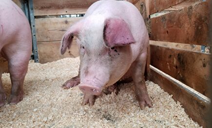 Cerdos en una pocilga. | Laura Anderson