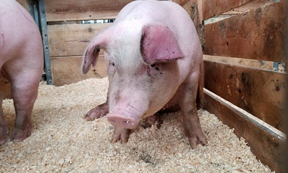 Cerdos en una pocilga. | Laura Anderson