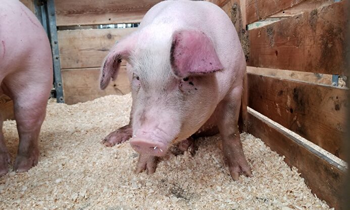 Porcinos |  Laura Anderson