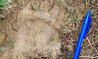Detalle de la huella de la osa Claverina. |  EFE