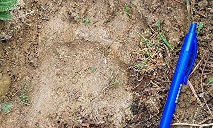 Detalle de la huella de la osa Claverina. |  EFE