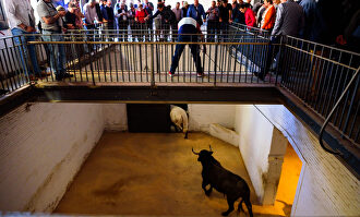 Un día de toros desde dentro: sorteo, apartado y previa