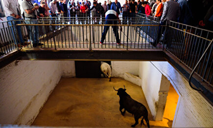 Un día de toros desde dentro: sorteo, apartado y previa