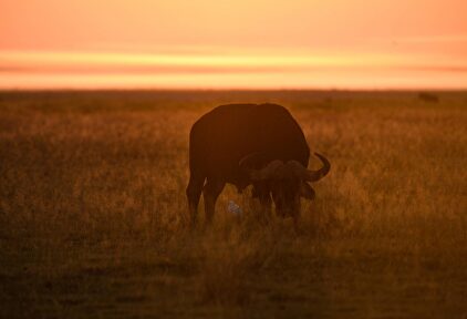 Búfalo en el Amboseli National Park
