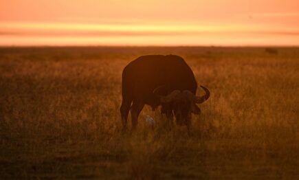 Búfalo en el Amboseli National Park
