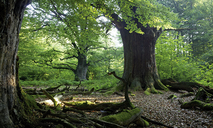 Los Verdes quieren destrozar el bosque de los hermanos Grimm para levantar molinillos