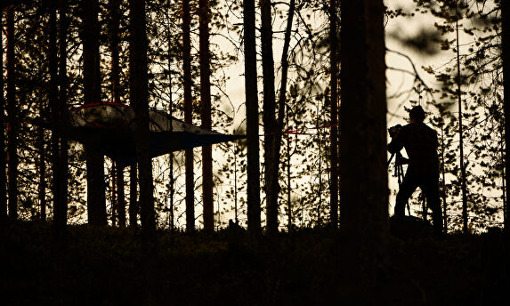 Un bosque en Laponia. |  David Alonso Rincón