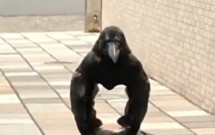 El extraño caso del cuervo gorila