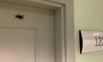 Una cucaracha en una puerta del CEAR |  Captura