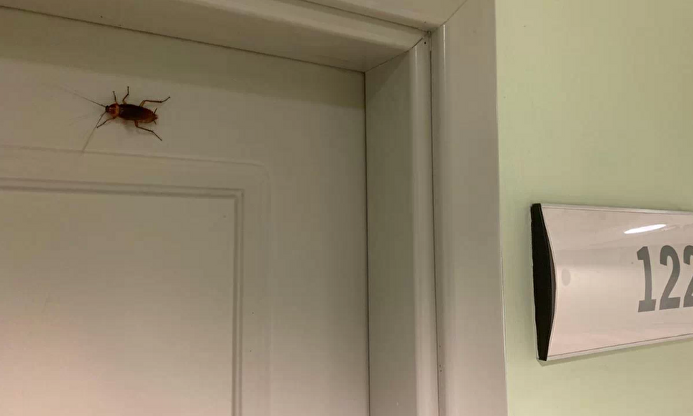 Una cucaracha en una puerta del CEAR |  Captura