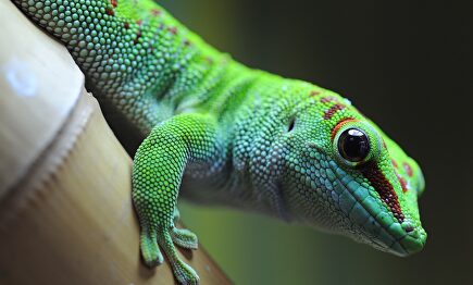 Gecko verde como el que se comió David Dowell. |  Instagram
