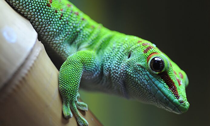 Gecko verde como el que se comió David Dowell. |  Instagram