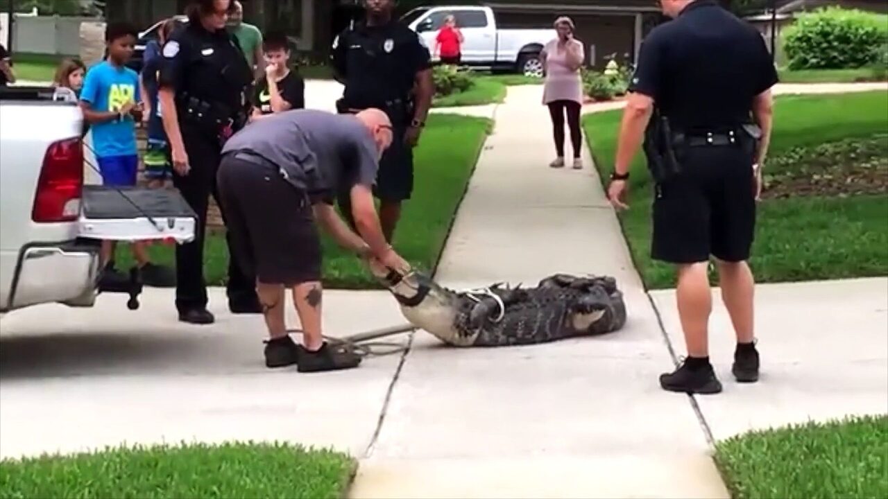Un cocodrilo enfurecido deja KO de un cabezazo a su capturador