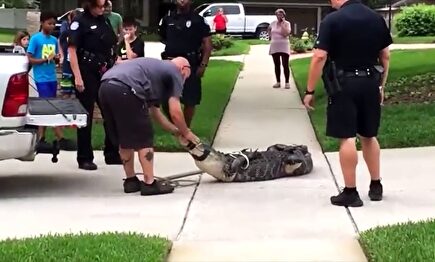 Un cocodrilo enfurecido deja KO de un cabezazo a su capturador