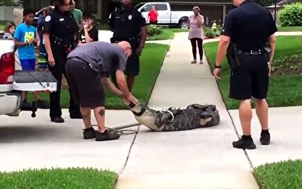 Un cocodrilo enfurecido deja KO de un cabezazo a su capturador