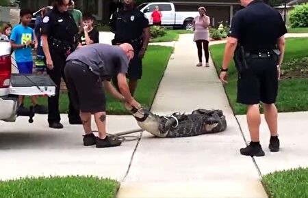 Un cocodrilo enfurecido deja KO de un cabezazo a su capturador