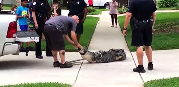 Un cocodrilo enfurecido deja KO de un cabezazo a su capturador