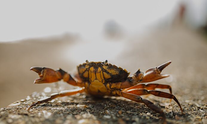 Un cangrejo, en posición de ataque |  Phil Hearing