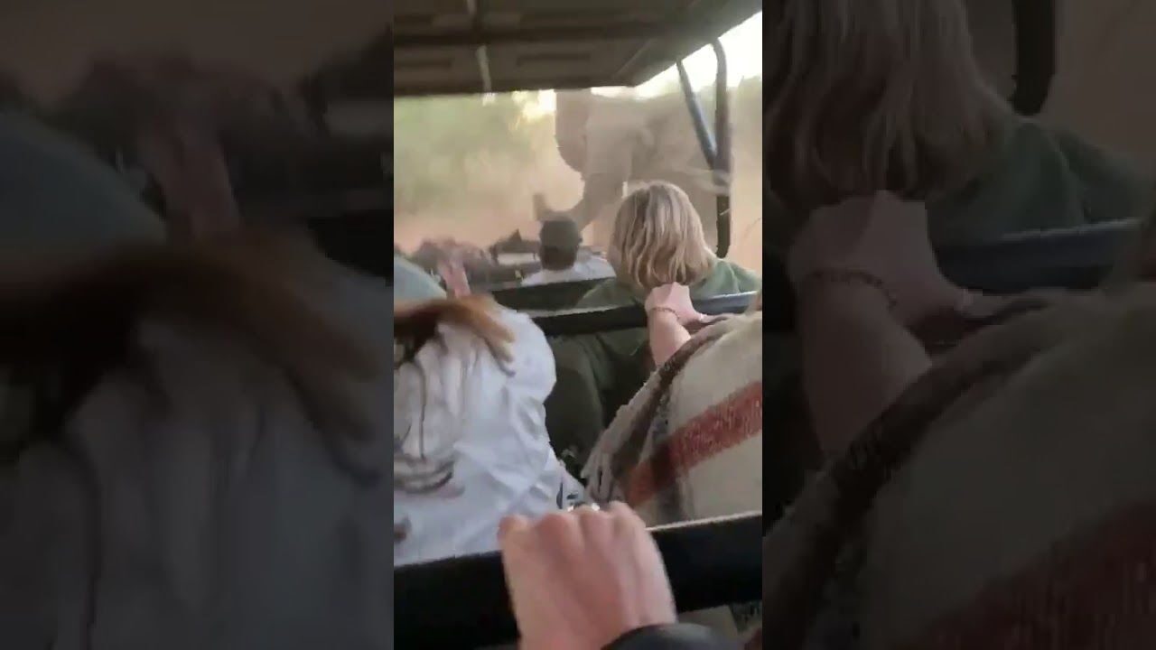 Graban el intenso momento en el que un elefante furioso embiste un coche lleno de turistas