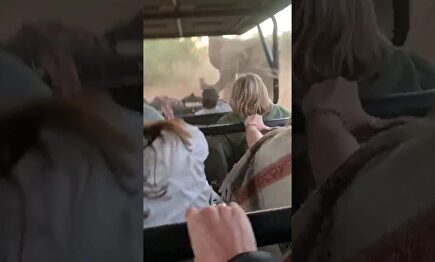 Graban el intenso momento en el que un elefante furioso embiste un coche lleno de turistas