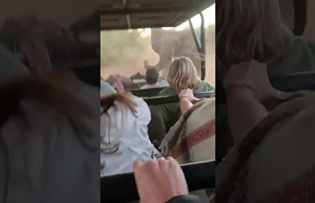 Graban el intenso momento en el que un elefante furioso embiste un coche lleno de turistas