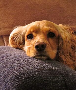 Cachorro de Cocker Spaniel. |  Pixabay