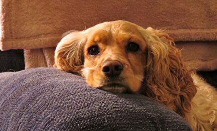 Cachorro de Cocker Spaniel. |  Pixabay