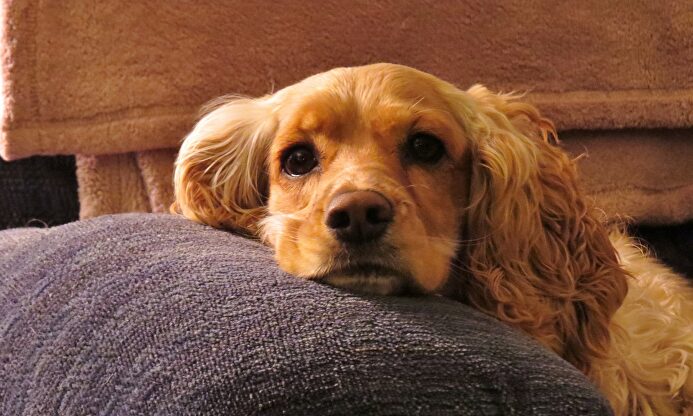 Cachorro de Cocker Spaniel. |  Pixabay