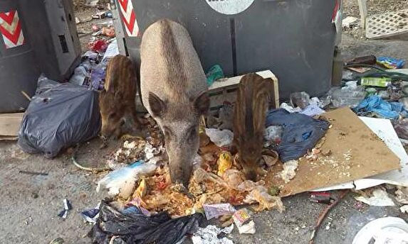 Jabalíes en contenedores de basura (Galicia) |  Facebook