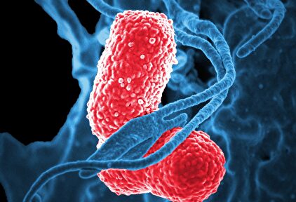 Las bacterias multirresistentes, una amenaza para los pacientes más débiles de los hospitales |  Pixabay/CC/skeeze