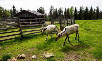 La otra cara de Finlandia: calor, animales sueltos y días sin noche 